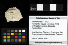 Foto (Objekt + Etiketten) von Tanidromites lingulata (von Meyer, 1858) 